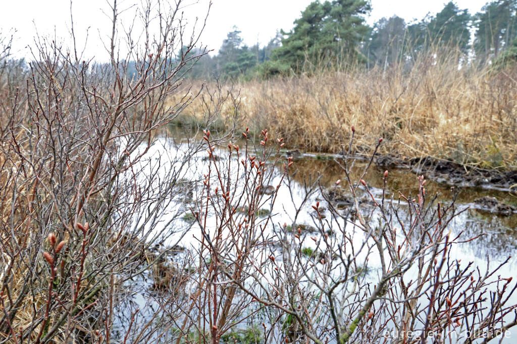 Detailansicht von Gagelstrauch im Naturschutzgebiet  De Meinweg