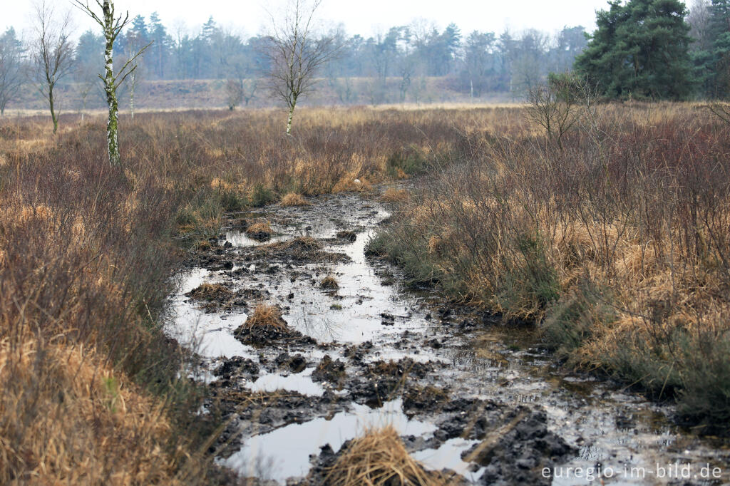 Detailansicht von Gagelstrauch im Naturschutzgebiet  De Meinweg