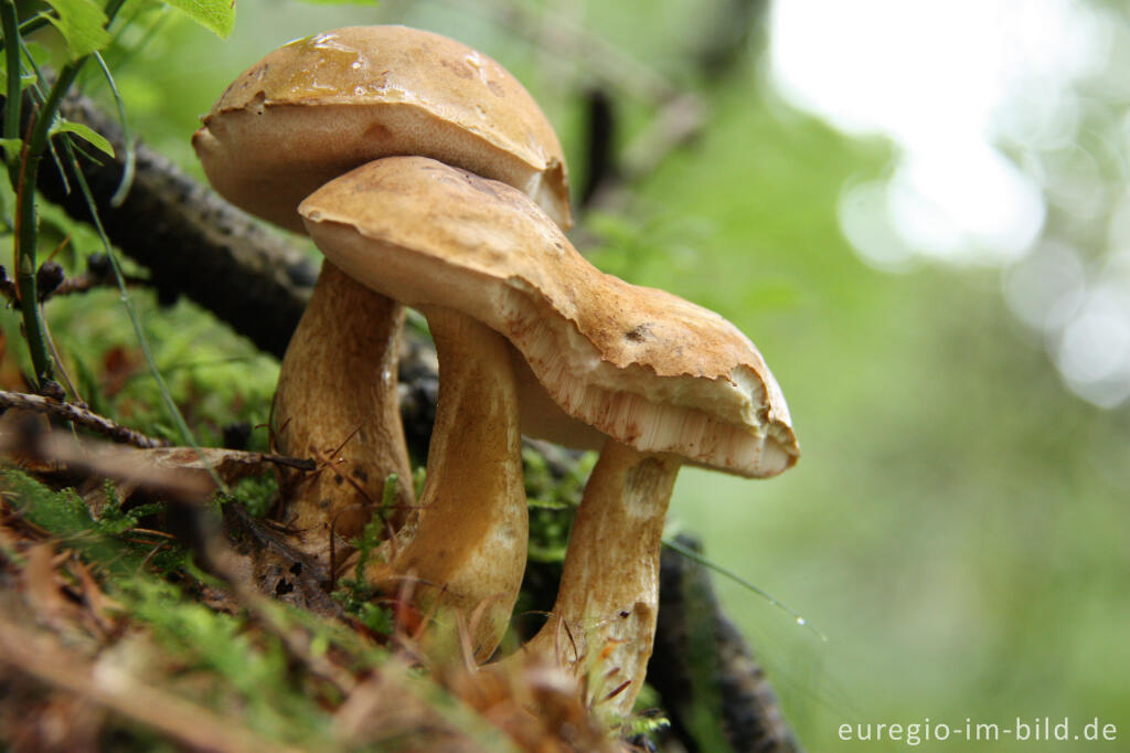 Detailansicht von Gallenröhrling, Tylopilus felleus