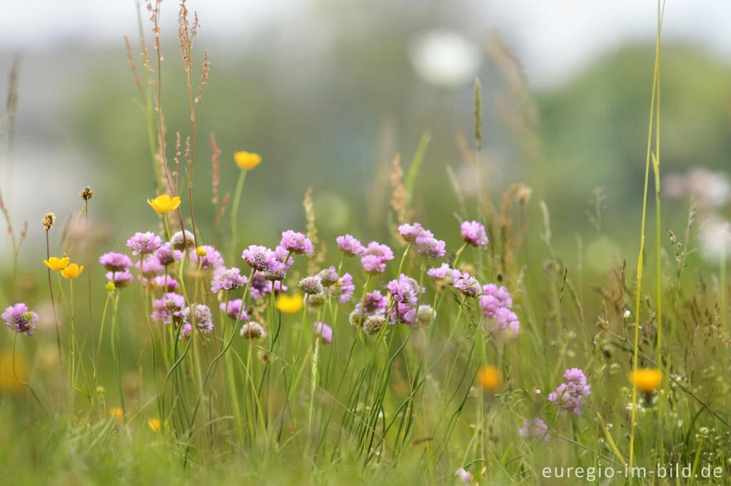 Detailansicht von Galmei-Grasnelke, Armeria maritima subsp. halleri