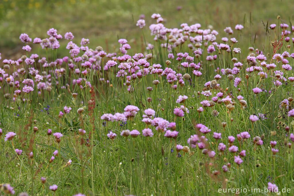 Detailansicht von Galmei-Grasnelke, Armeria maritima subsp. halleri