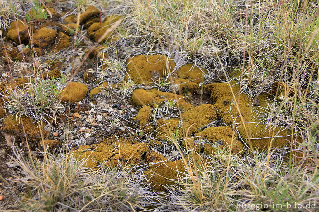 Detailansicht von Galmei-Schaf-Schwingel, Festuca aquisgranensi und Moos im NSG "Vieille Montagne-Altenberg" bei Kelmis (La Calamine)