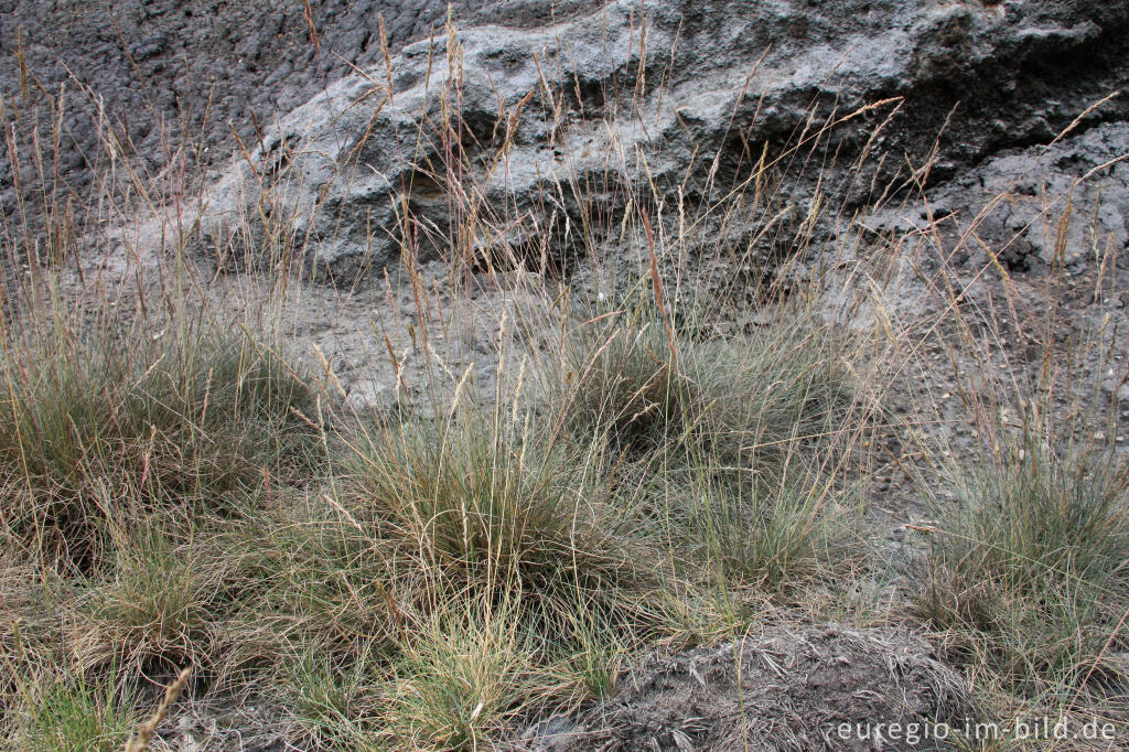 Detailansicht von Galmei-Schaf-Schwingel, Festuca aquisgranensis, im NSG "Vieille Montagne-Altenberg" bei Kelmis (La Calamine)