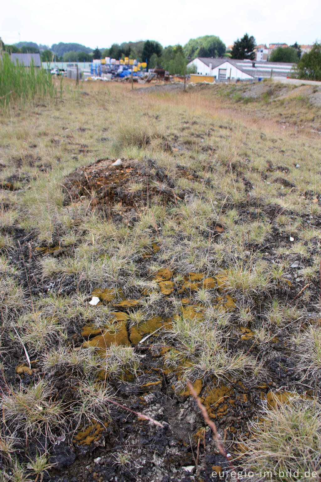 Detailansicht von Galmei-Schaf-Schwingel, Festuca aquisgranensis und Moos im NSG "Vieille Montagne-Altenberg" bei Kelmis (La Calamine)