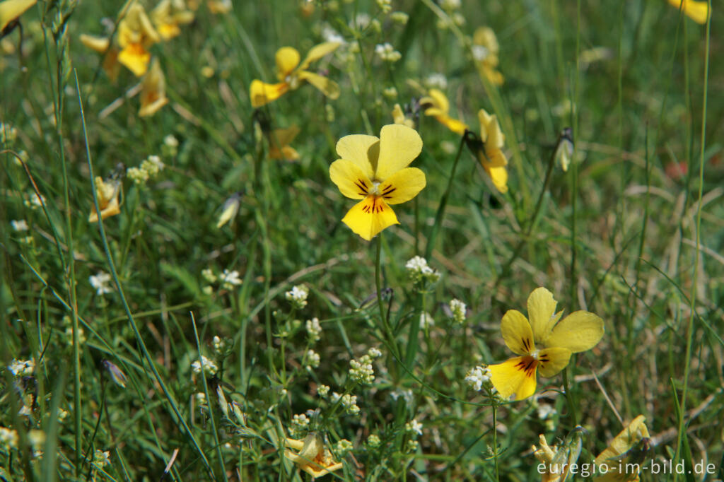 Detailansicht von Galmei-Veilchen, Viola calaminaria, beim Schlangenberg, Breinigerheide, Nordeifel