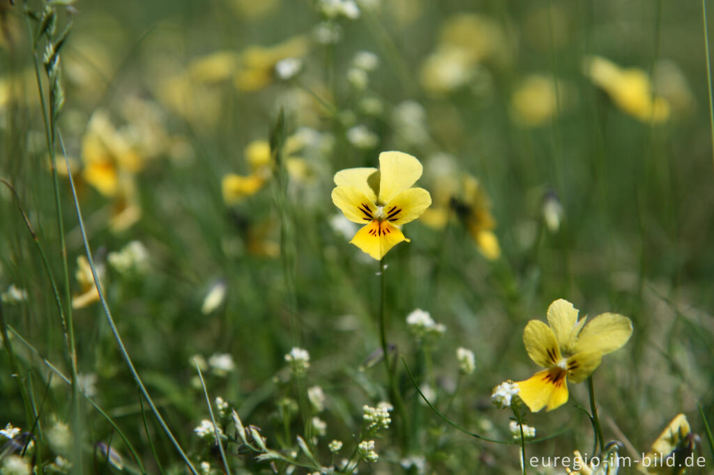 Detailansicht von Galmei-Veilchen, Viola calaminaria, beim Schlangenberg, Breinigerheide, Nordeifel