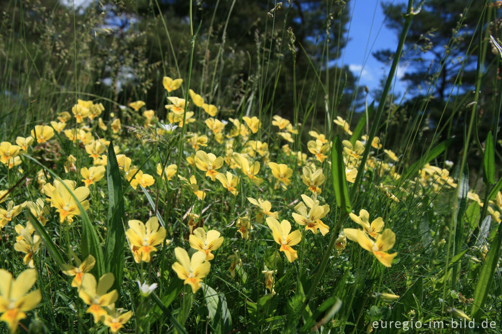 Detailansicht von Galmei-Veilchen, Viola calaminaria, beim Schlangenberg, Breinigerheide, Nordeifel