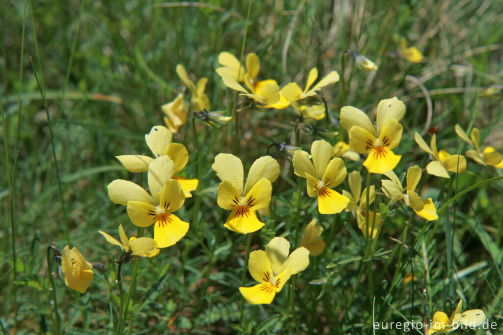 Detailansicht von Galmei-Veilchen, Viola calaminaria, beim Schlangenberg, Breinigerheide, Nordeifel