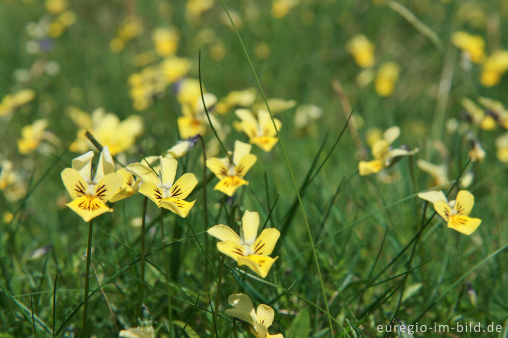 Detailansicht von Galmei-Veilchen, Viola calaminaria, beim Schlangenberg, Breinigerheide, Nordeifel