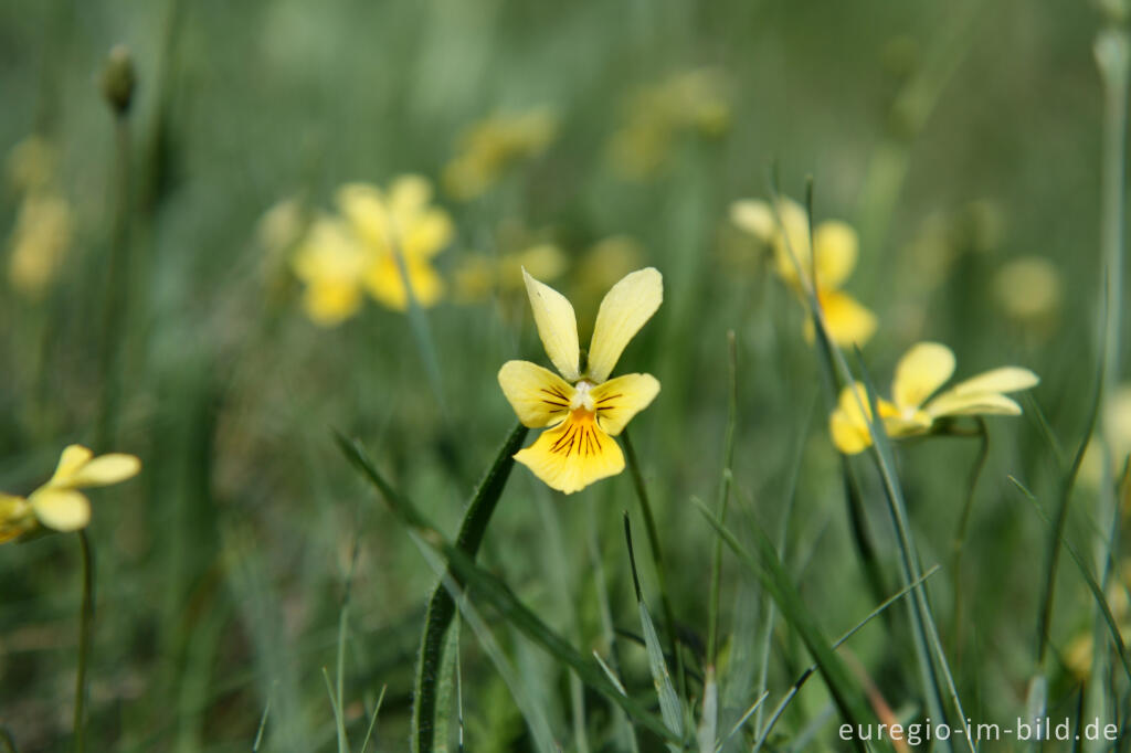 Detailansicht von Galmei-Veilchen, Viola calaminaria, beim Schlangenberg, Breinigerheide, Nordeifel