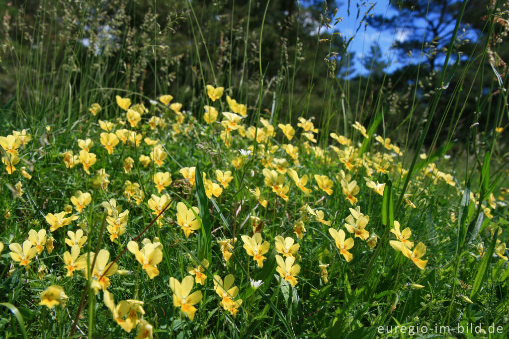 Detailansicht von Galmei-Veilchen, Viola calaminaria, beim Schlangenberg, Breinigerheide, Nordeifel