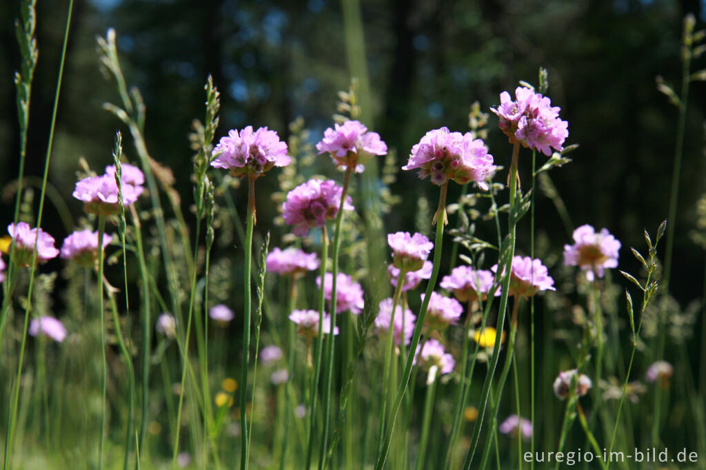 Detailansicht von Galmeiflora mit Grasnelke, Armeria elongata, Schlangenberg, Nordeifel