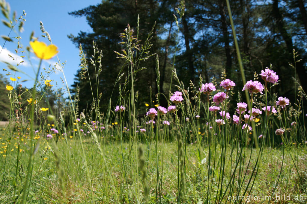 Detailansicht von Galmeiflora mit Grasnelke, Armeria elongata, Schlangenberg, Nordeifel