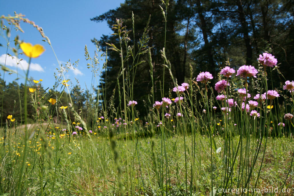 Detailansicht von Galmeiflora mit Grasnelke, Armeria elongata, Schlangenberg, Nordeifel