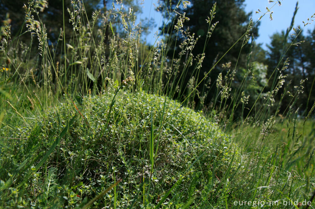 Detailansicht von Galmeiflora mit quendelblättrigem Thymian, Schlangenberg, Breinigerheide, Nordeifel