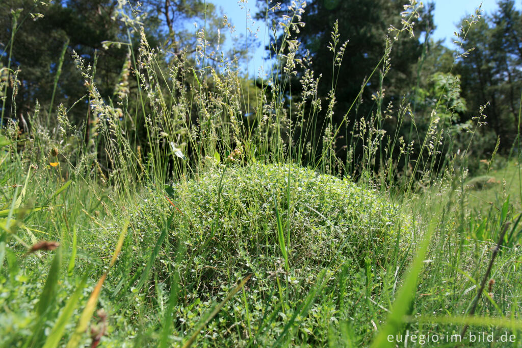 Detailansicht von Galmeiflora mit quendelblättrigem Thymian, Schlangenberg, Breinigerheide, Nordeifel