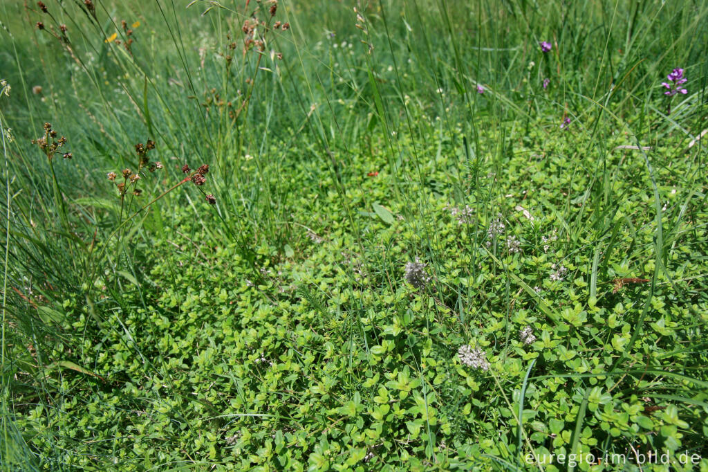 Detailansicht von Galmeiflora mit quendelblättrigem Thymian, Schlangenberg, Breinigerheide, Nordeifel