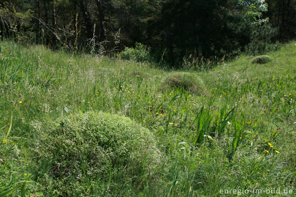 Detailansicht von Galmeiflora mit quendelblättrigem Thymian, Schlangenberg, Breinigerheide, Nordeifel