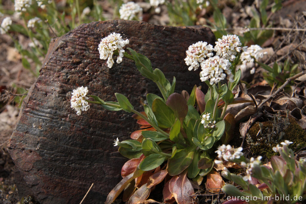 Galmeitäschel, Thlaspi alpestre, auf einer Galmeihalde bei Plombières