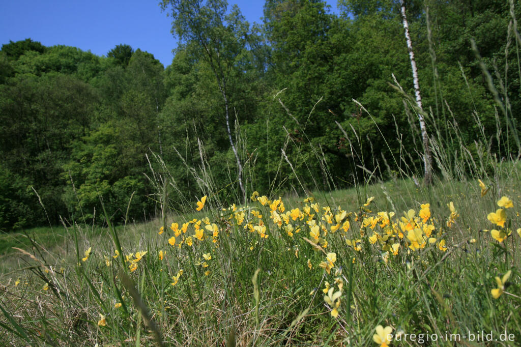 Detailansicht von Galmeiveilchen im Hohnbachtal