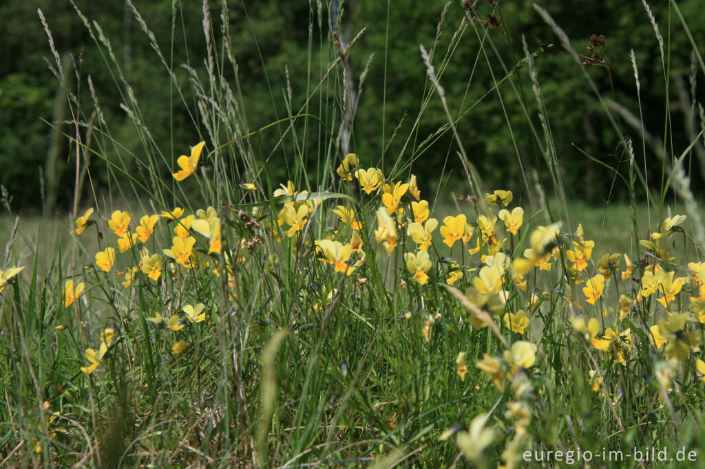 Detailansicht von Galmeiveilchen im Hohnbachtal