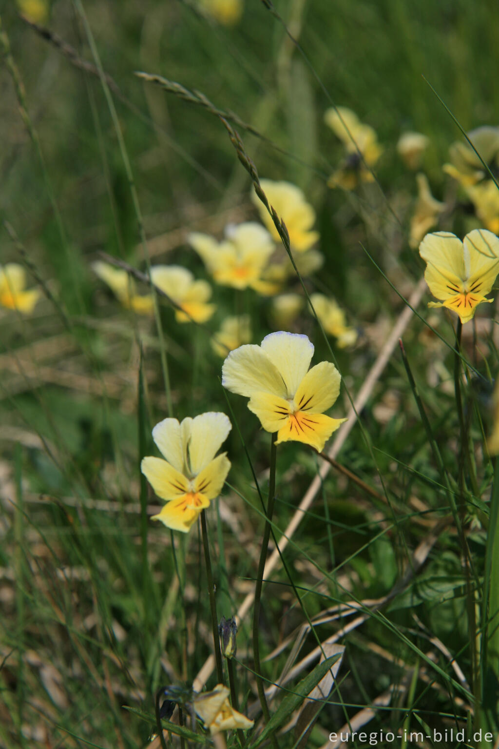 Detailansicht von Galmeiveilchen im Hohnbachtal