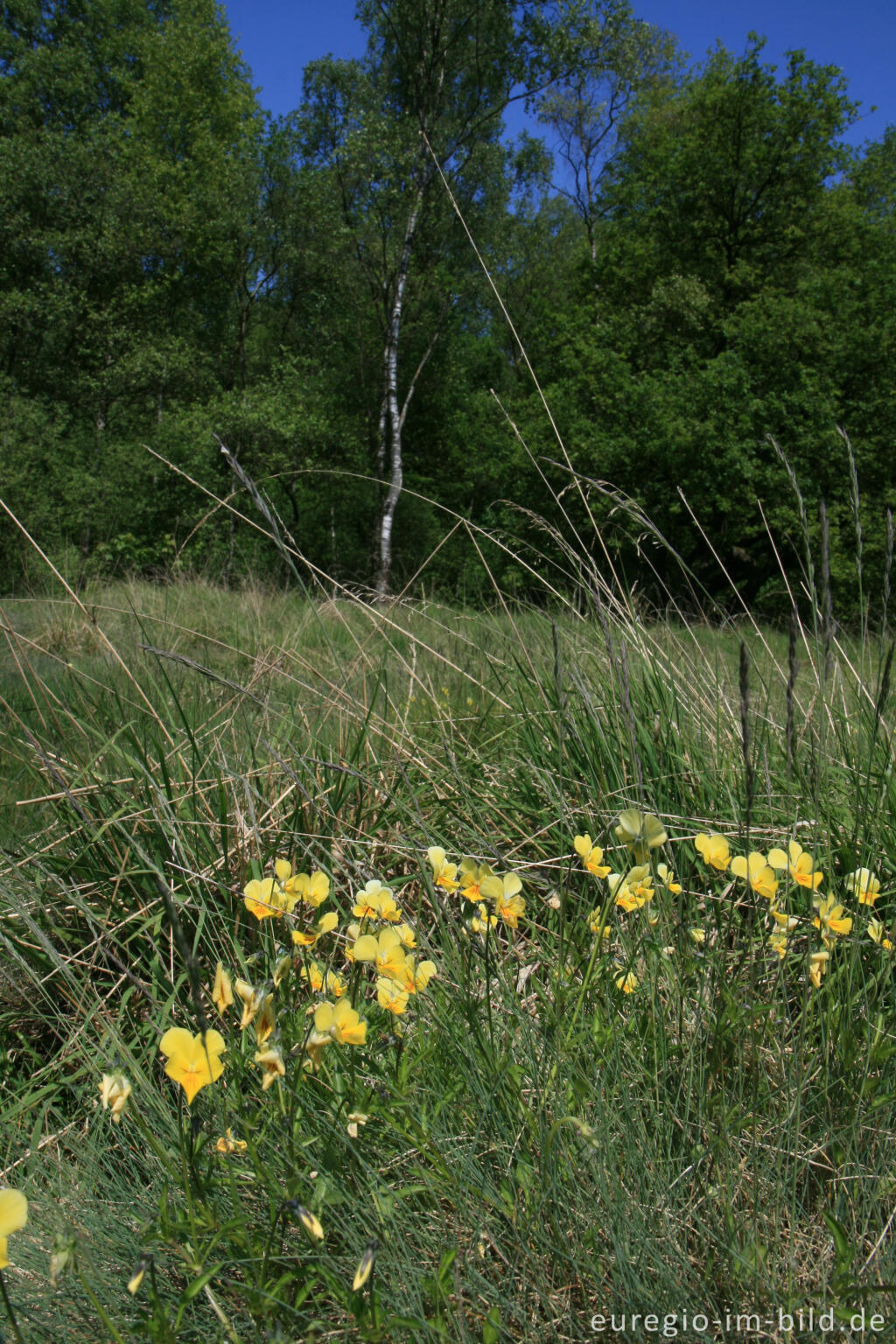 Detailansicht von Galmeiveilchen im Hohnbachtal