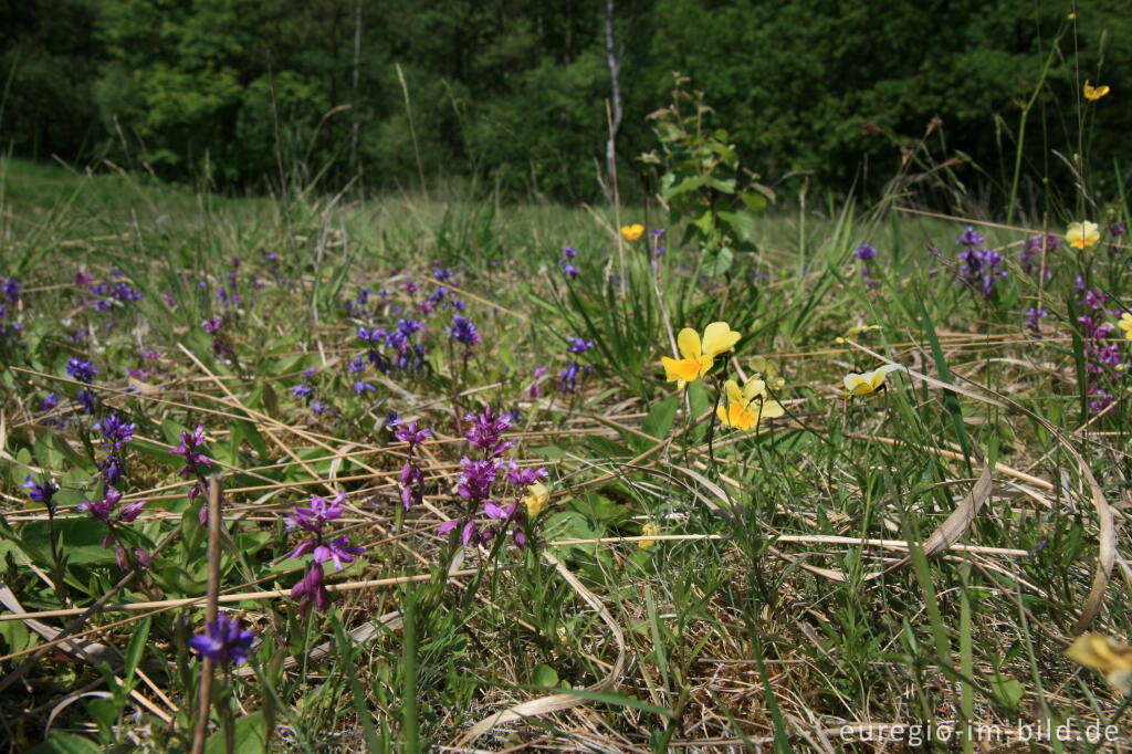 Detailansicht von Galmeiveilchen und Gemeine Kreuzblume im Hohnbachtal