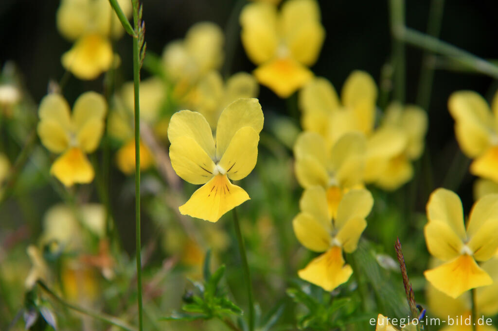 Detailansicht von Galmeiveilchen, Viola lutea ssp. calaminaria, im NSG "Vieille Montagne-Altenberg" bei Kelmis (La Calamine)