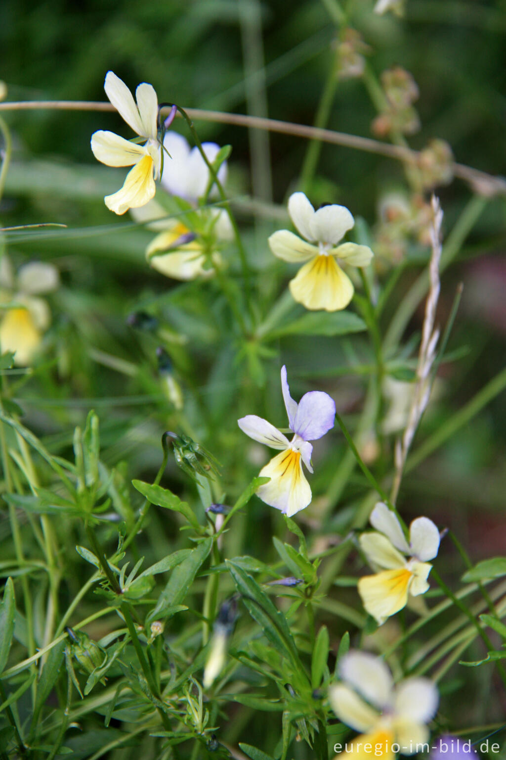 Detailansicht von Galmeiveilchen, Viola lutea ssp. calaminaria, im NSG "Vieille Montagne-Altenberg" bei Kelmis (La Calamine)