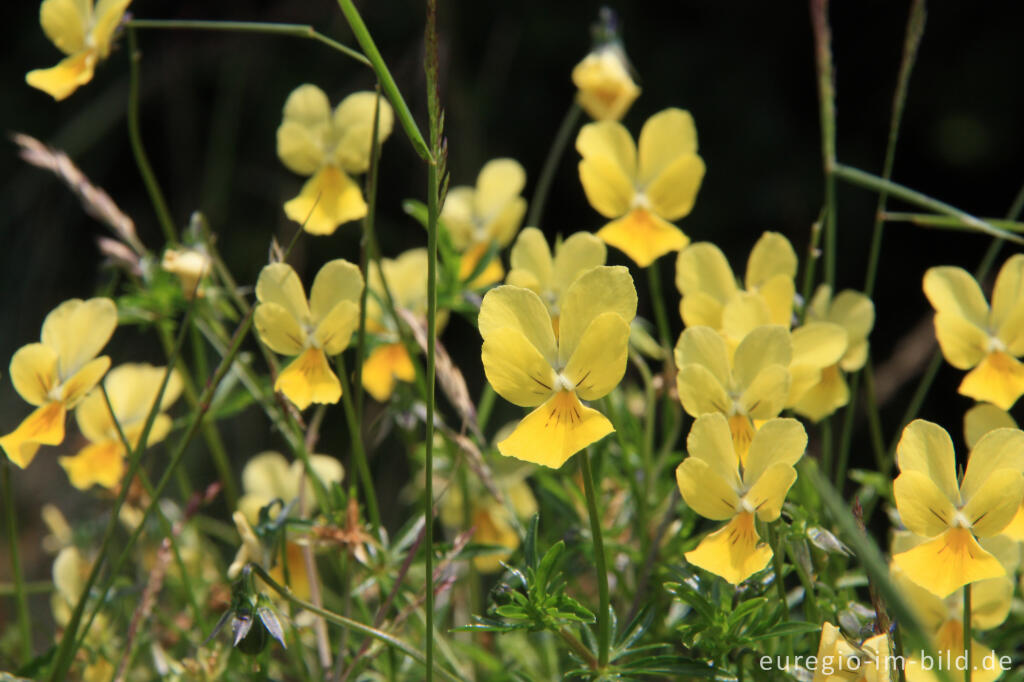 Galmeiveilchen, Viola lutea ssp. calaminaria, im NSG "Vieille Montagne-Altenberg" bei Kelmis (La Calamine)