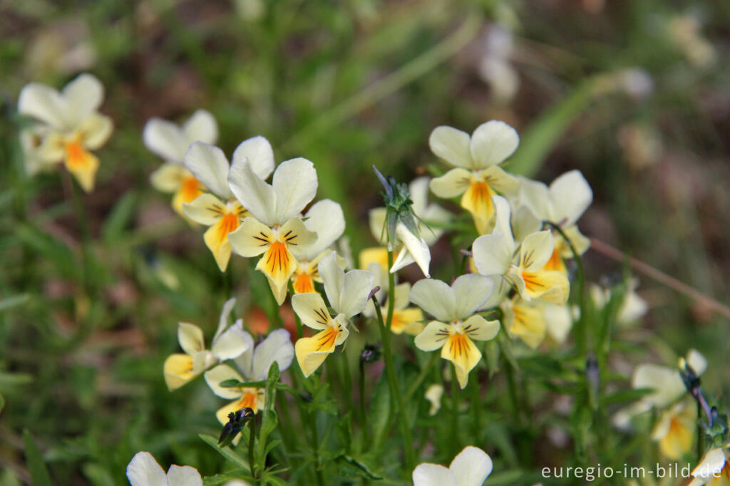 Detailansicht von Galmeiveilchen, Viola lutea ssp. calaminaria, im NSG "Vieille Montagne-Altenberg" bei Kelmis (La Calamine)