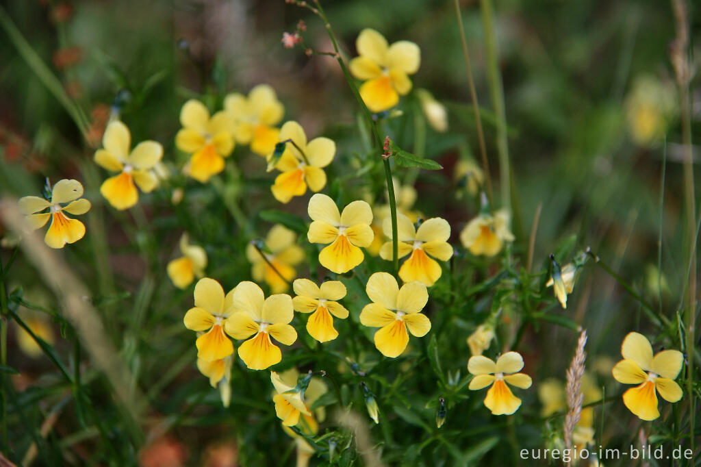 Detailansicht von Galmeiveilchen, Viola lutea ssp. calaminaria, im NSG "Vieille Montagne-Altenberg" bei Kelmis (La Calamine)