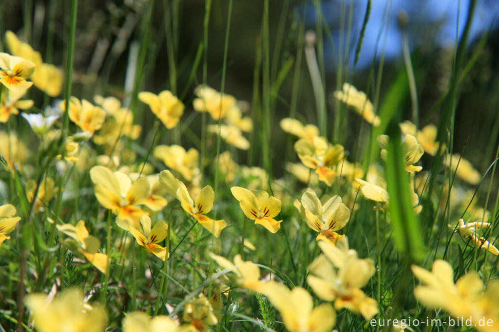 Detailansicht von Galmeiveilchen,Viola lutea ssp. calaminaria, beim Schlangenberg, Breinigerheide, Nordeifel