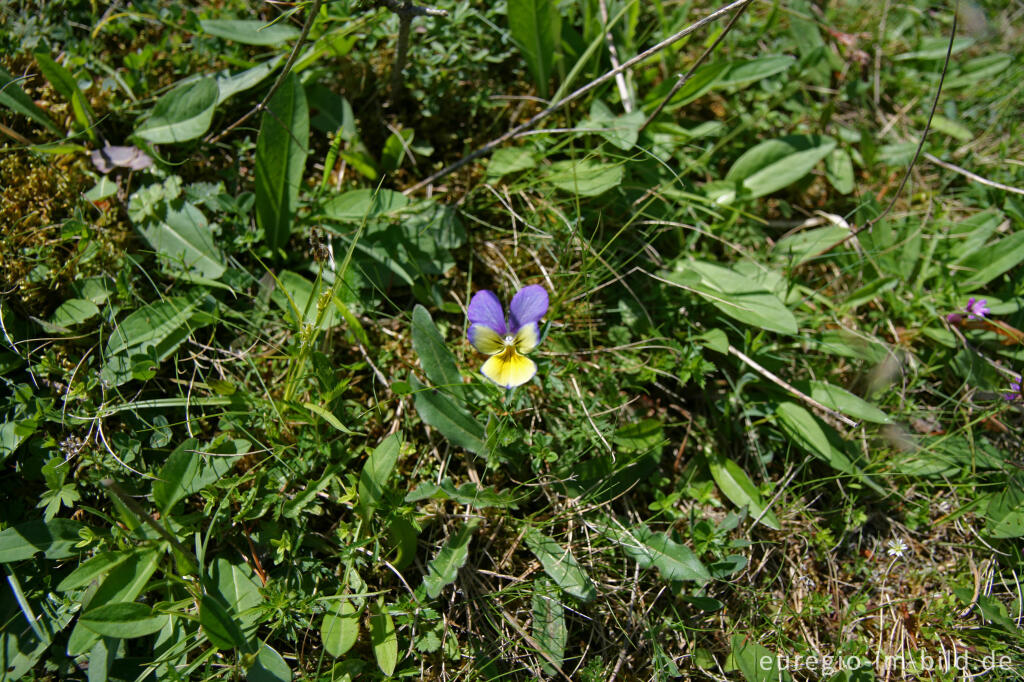 Detailansicht von Galmeiveilchen,Viola lutea ssp. calaminaria, beim Schlangenberg, Breinigerheide, Nordeifel