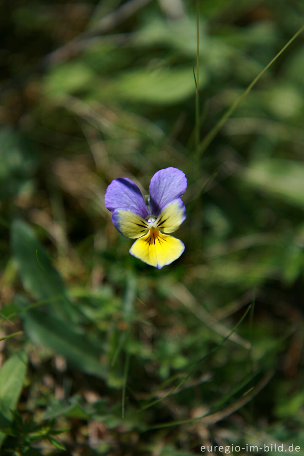 Detailansicht von Galmeiveilchen,Viola lutea ssp. calaminaria, beim Schlangenberg, Breinigerheide, Nordeifel