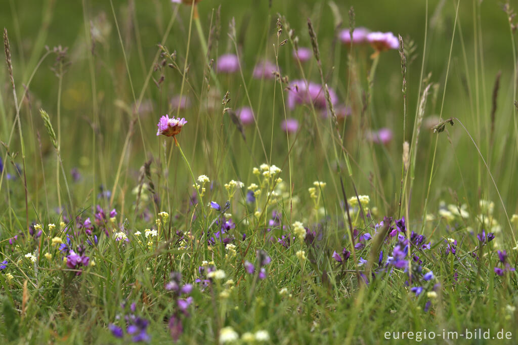 Detailansicht von Galmeiwiese mit Galmei-Grasnelke und Kreuzblume