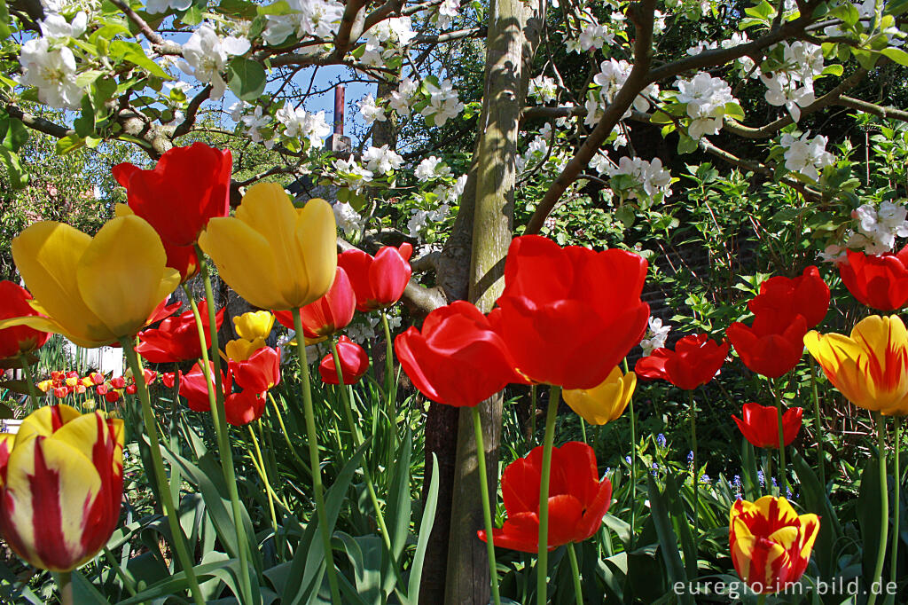 Detailansicht von Garten im Frühling