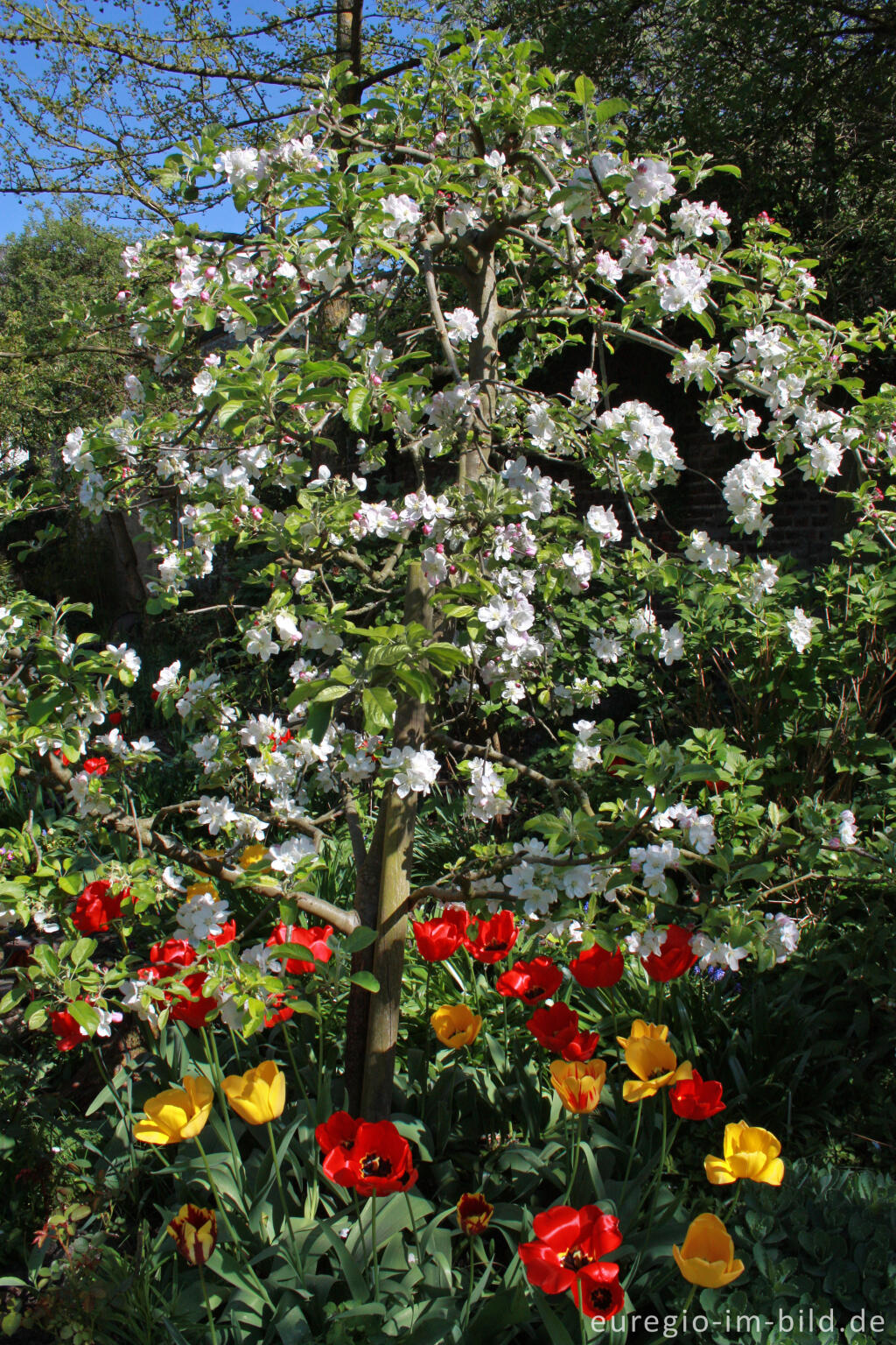 Detailansicht von Garten im Frühling