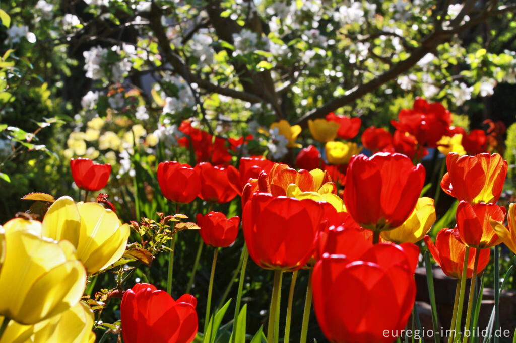 Detailansicht von Garten im Frühling