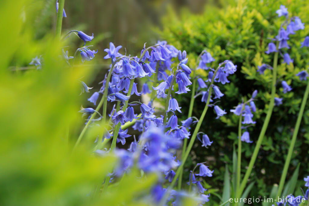 Detailansicht von Gartenform des Hasenglöckchens