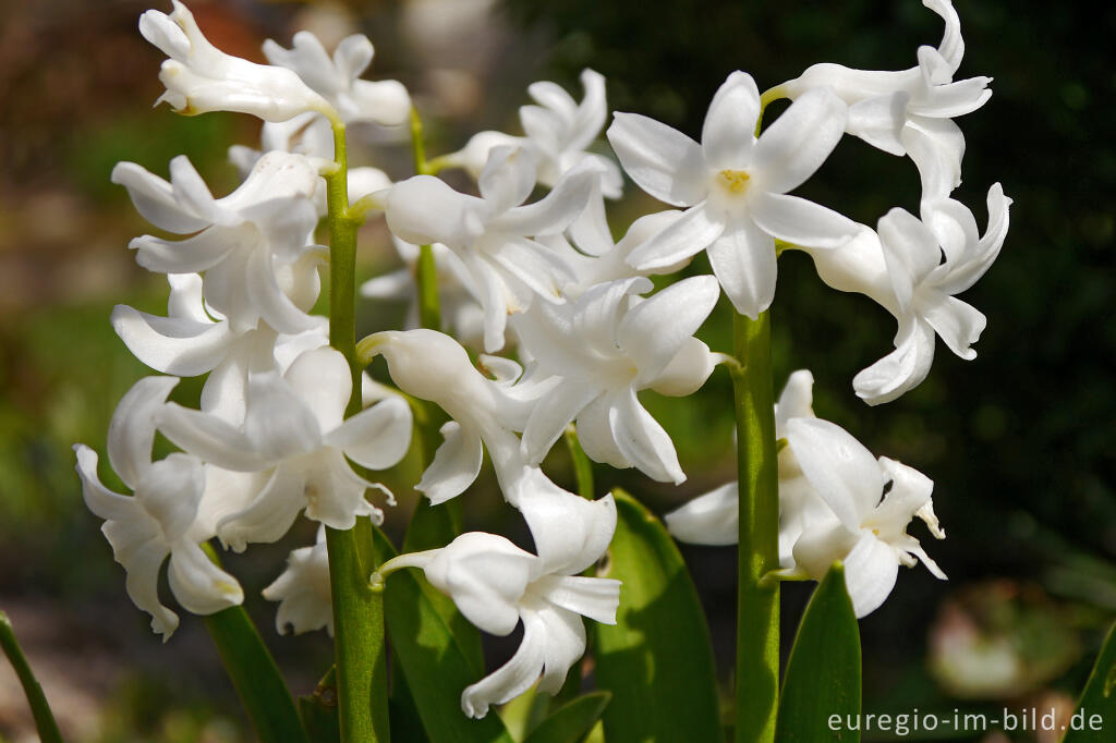 Detailansicht von Gartenhyazinthen, Hyacinthus orientalis