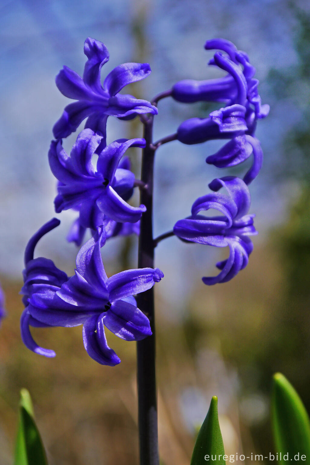 Detailansicht von Gartenhyazinthen, Hyacinthus orientalis