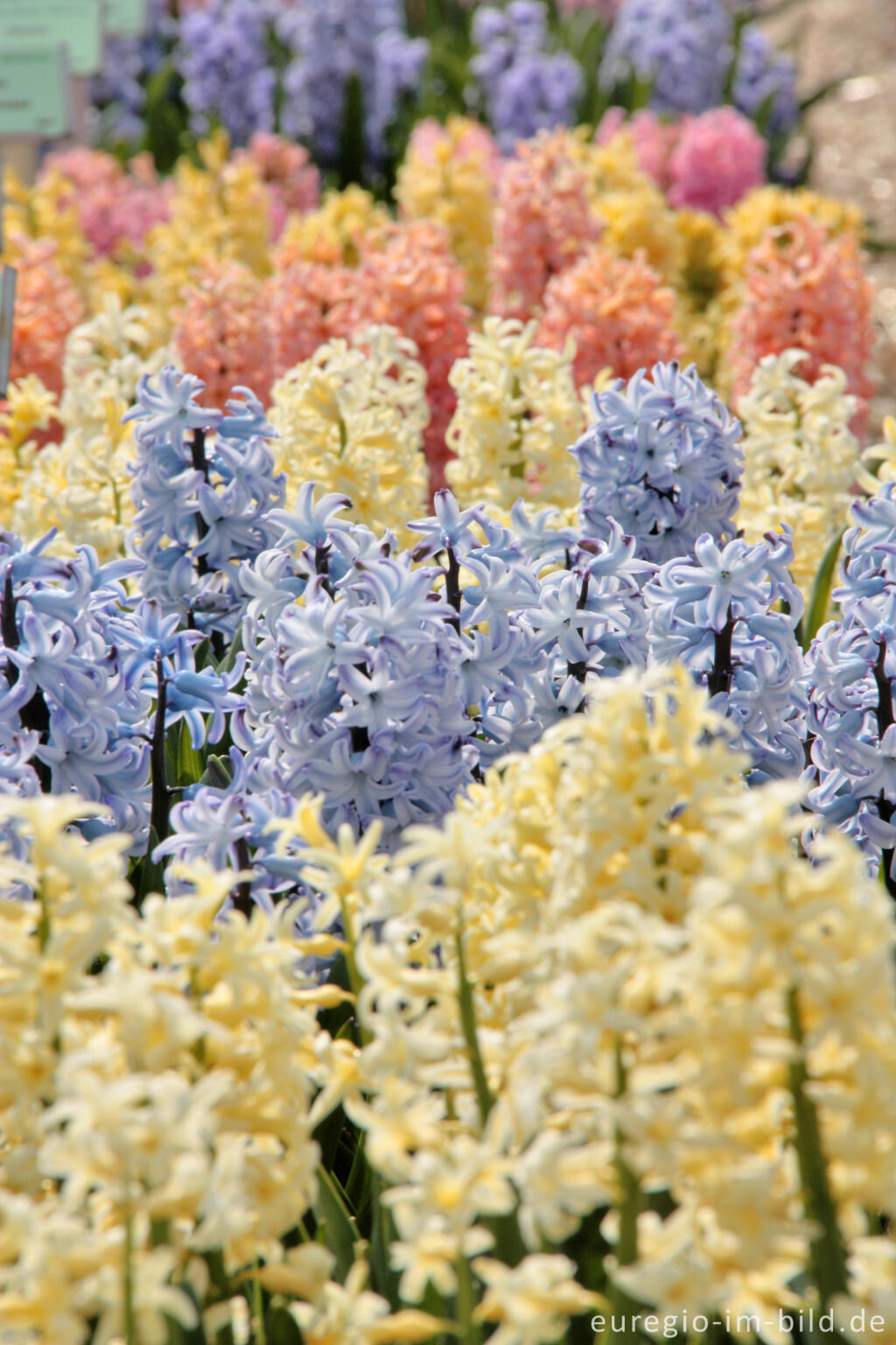 Detailansicht von Gartenhyazinthen, Hyacinthus orientalis