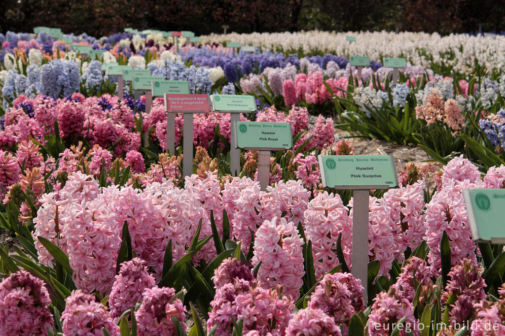 Detailansicht von Gartenhyazinthen im Hortus Bulborum in Limmen, Niederlande