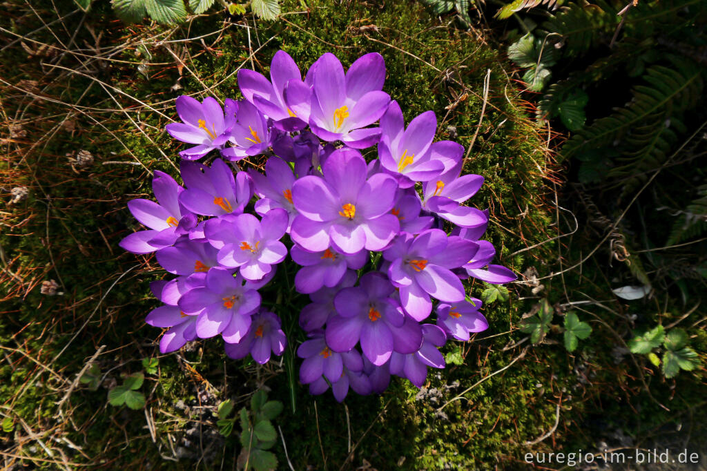 Detailansicht von Gartenkrokus im März