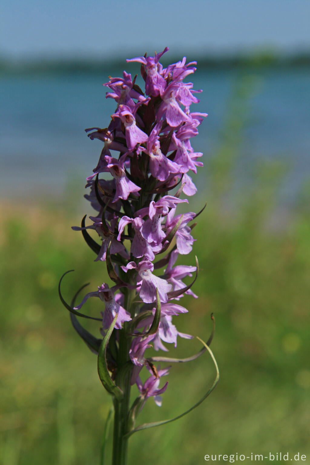 Detailansicht von Geflecktes Knabenkraut, Dactylorhiza maculata