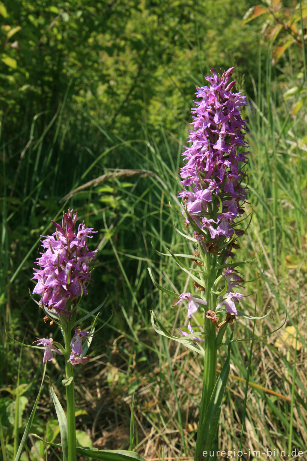 Detailansicht von Geflecktes Knabenkraut, Dactylorhiza maculata