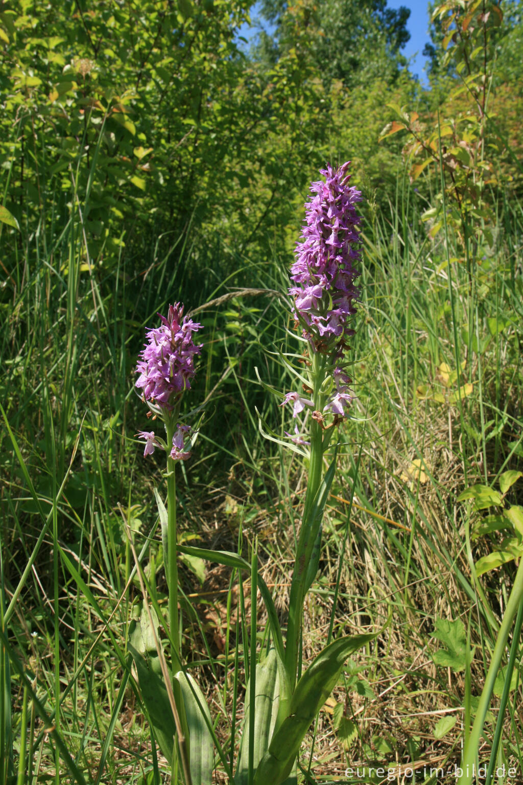 Detailansicht von Geflecktes Knabenkraut, Dactylorhiza maculata