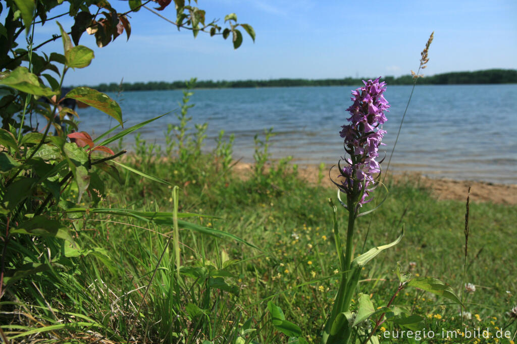 Detailansicht von Geflecktes Knabenkraut, Dactylorhiza maculata